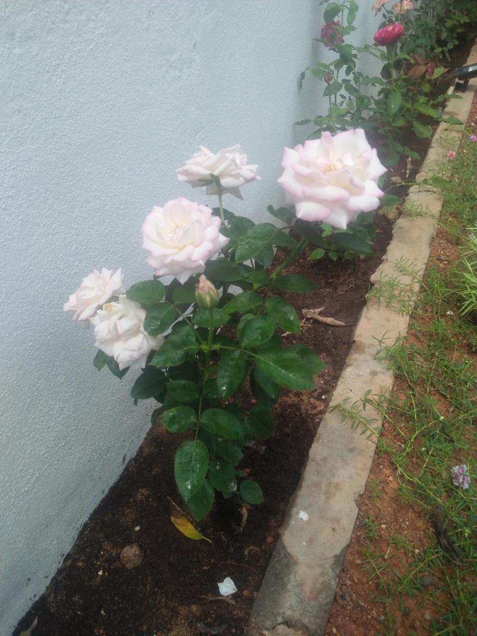 Living Home Νεγκόμπο Εξωτερικό φωτογραφία